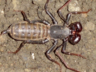 Scorpion Cricket