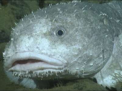 Blobfish are Weird Gross and NOT Beautiful 