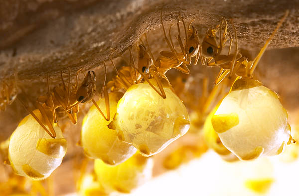 honey jar ants