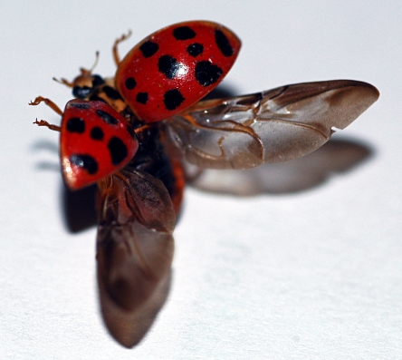 beetles beetle wings elytra bug pretty ladybug lady alas coleoptera flight opening las deviant though talk re bio