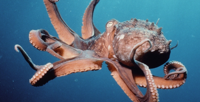 Cephalopods Pictures