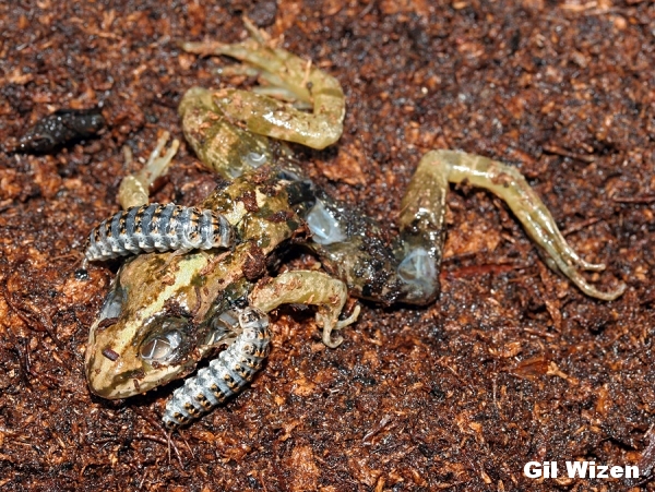 Why do frogs croak at night?