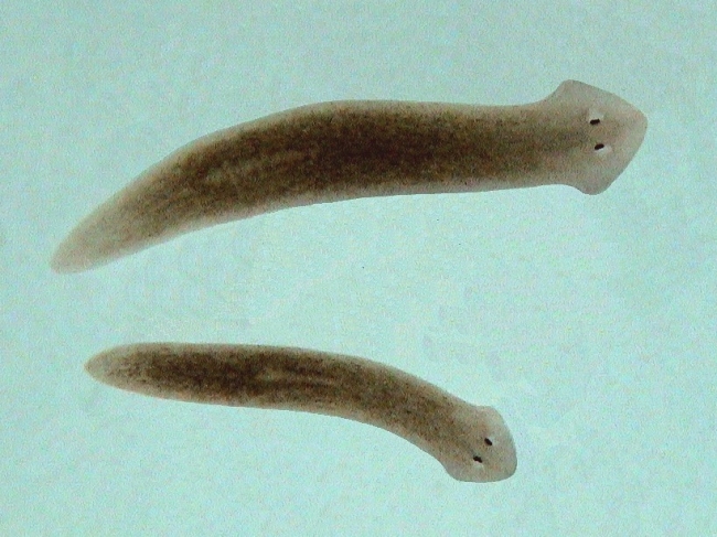 flatworm-planarian.jpg