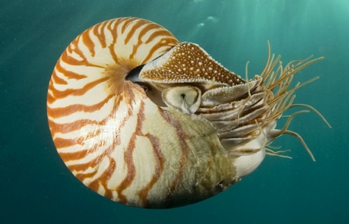 shell animals