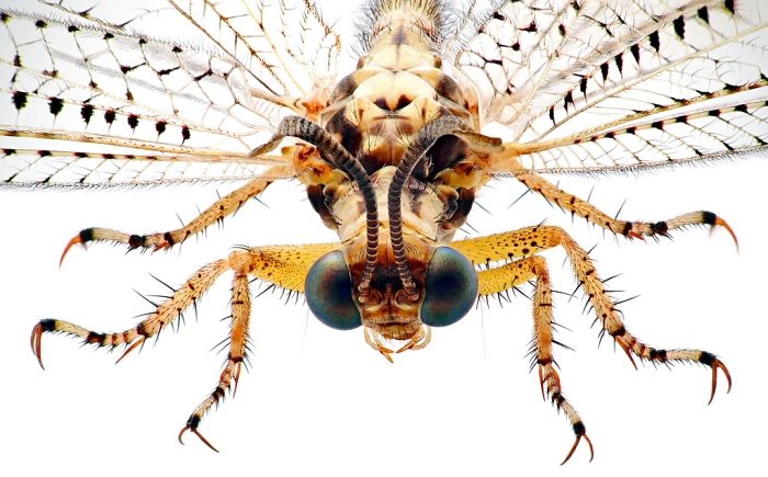 Antlions Spider Boarders And Sponge Suckers