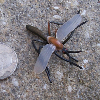 mosquito toy plastic