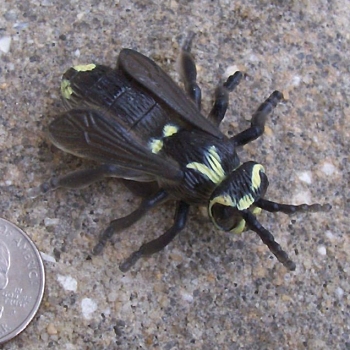 plastic wasp toy