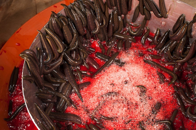 Leeches Eat Blood! (Disgusting Animal Dinners)