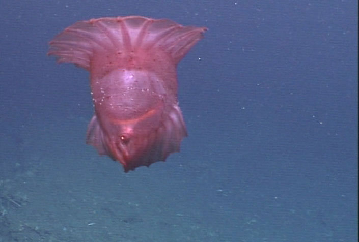 Featured image of post Snot Sea Cucumber Wikipedia For some sea cucumber species the tiny ossicles provide the only visible clue to the species identity