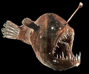 Whipnose Anglerfish Swim Upside Down - The New York Times