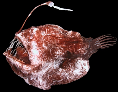 Whipnose Anglerfish Swim Upside Down - The New York Times