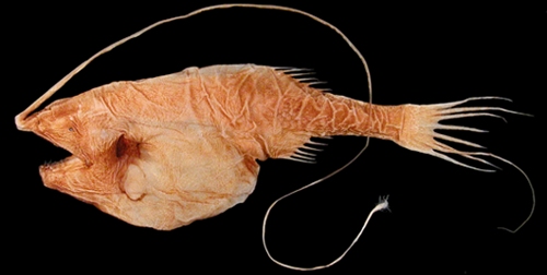 Whipnose Anglerfish Swim Upside Down - The New York Times