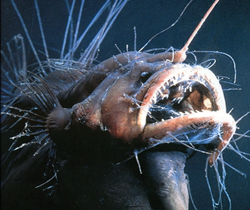 Whipnose Anglerfish Swim Upside Down - The New York Times