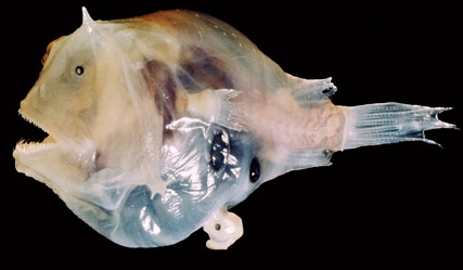 Whipnose Anglerfish Swim Upside Down - The New York Times