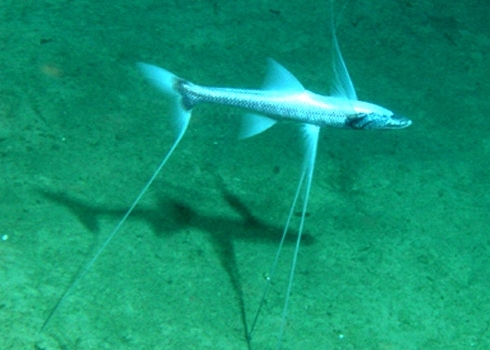 The Deep Sea Biome: Abyssopelagic zone (3000-6000m)