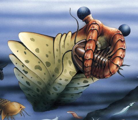 anomalocaris size