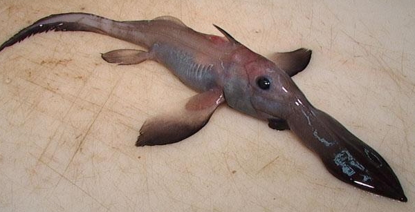 chimera chondrichthyes