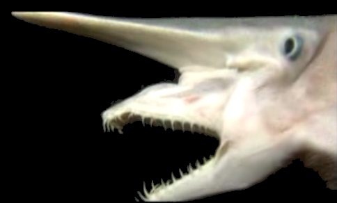 goblin shark attack gif