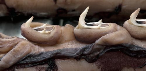 Some squid species have hooks on their tentacles. The Humboldt Squid has  dozens of hooks along each of its arms and the Colossal Squid has hooks on  its two longest arms, that