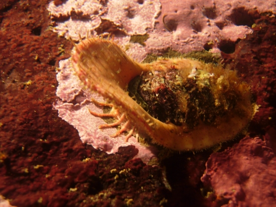 Bogleech Chitons