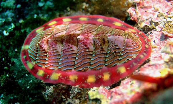 Bogleech Chitons