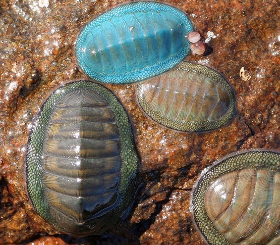 chiton radula