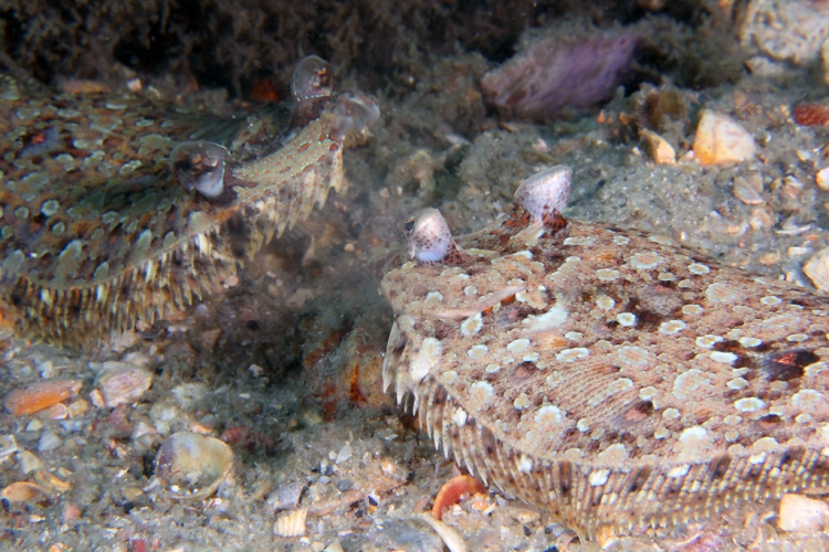 flat fish in ocean