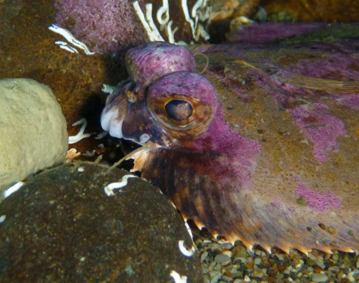 flat fish with eyes on one side