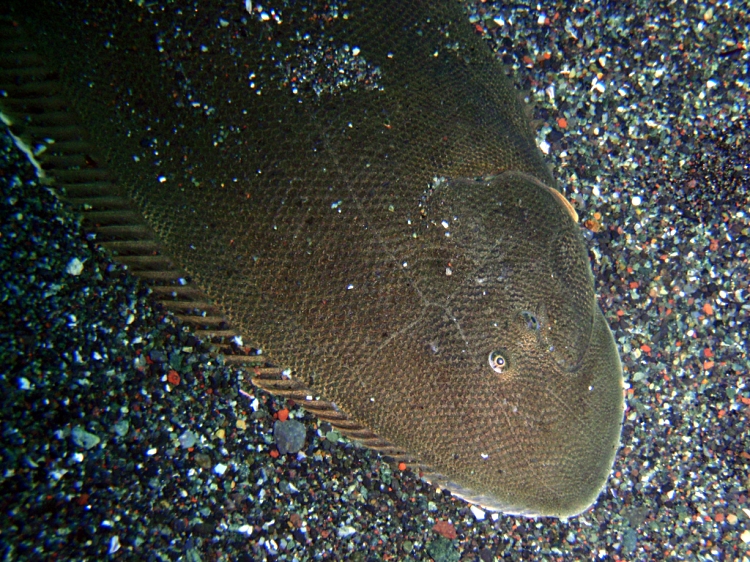 flat faced ocean fish