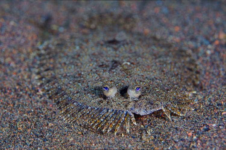 Little rays of sunshine: Baby flat fish who appear to be smiling