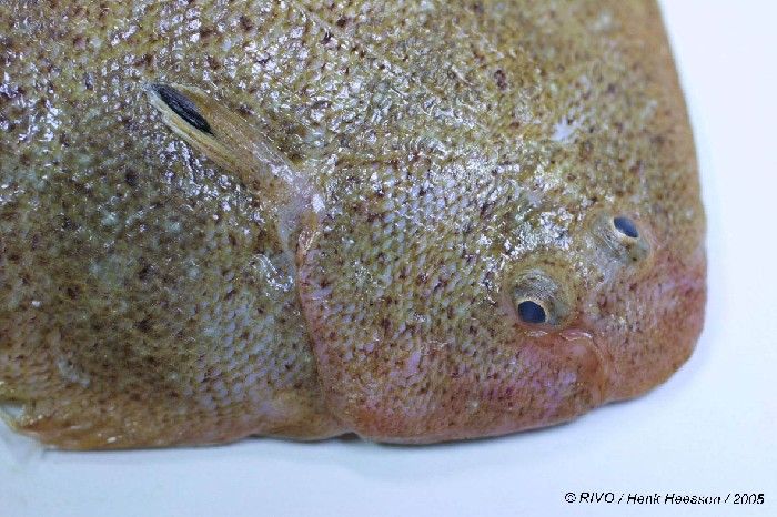 Little rays of sunshine: Baby flat fish who appear to be smiling