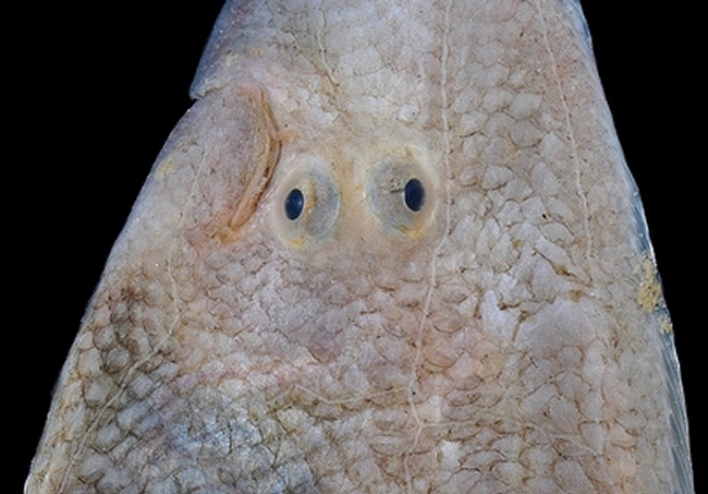 Little rays of sunshine: Baby flat fish who appear to be smiling