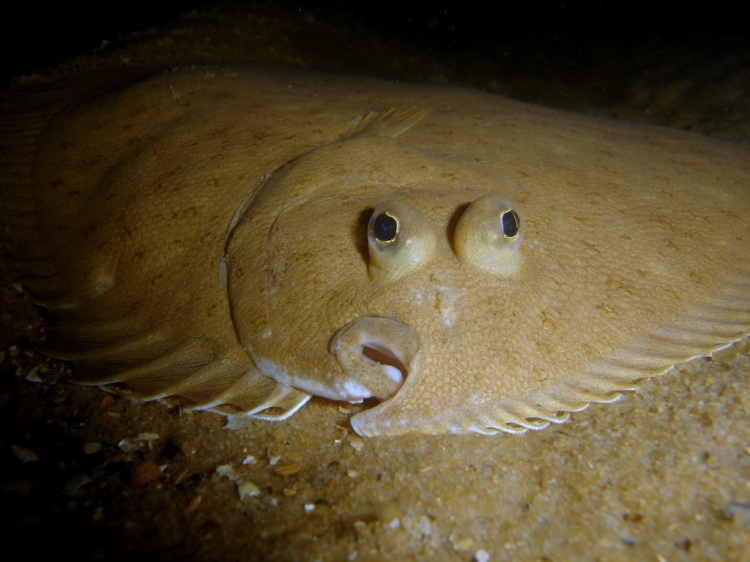 big flat fish in alaska