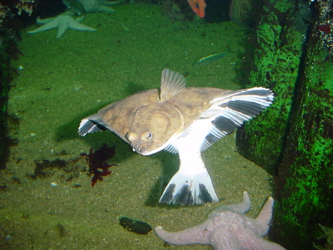 large flat fish