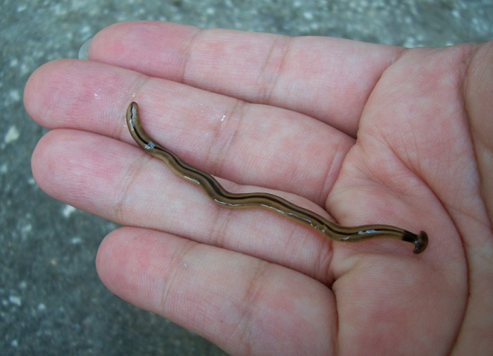 flat headed worm