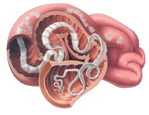 types of intestinal flat worms