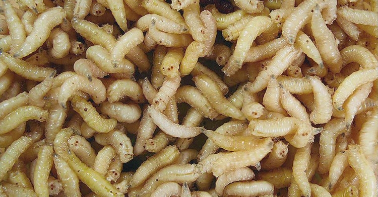 maggots in nose treatment        <h3 class=