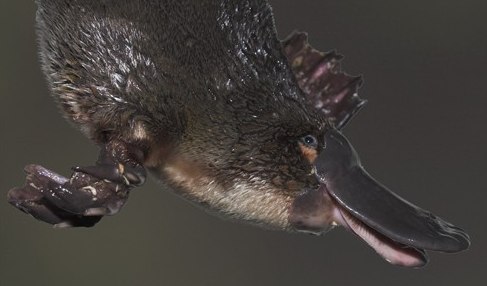 platypus stinger