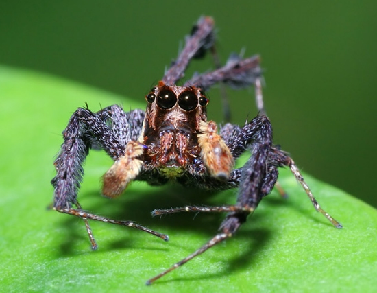 The ten coolest spiders