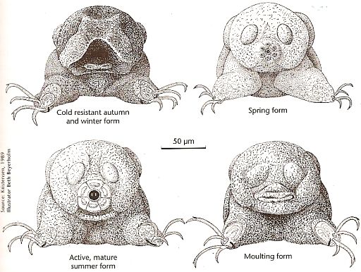 Tardigrades - Microscopic Water Bears They may look cute but ...